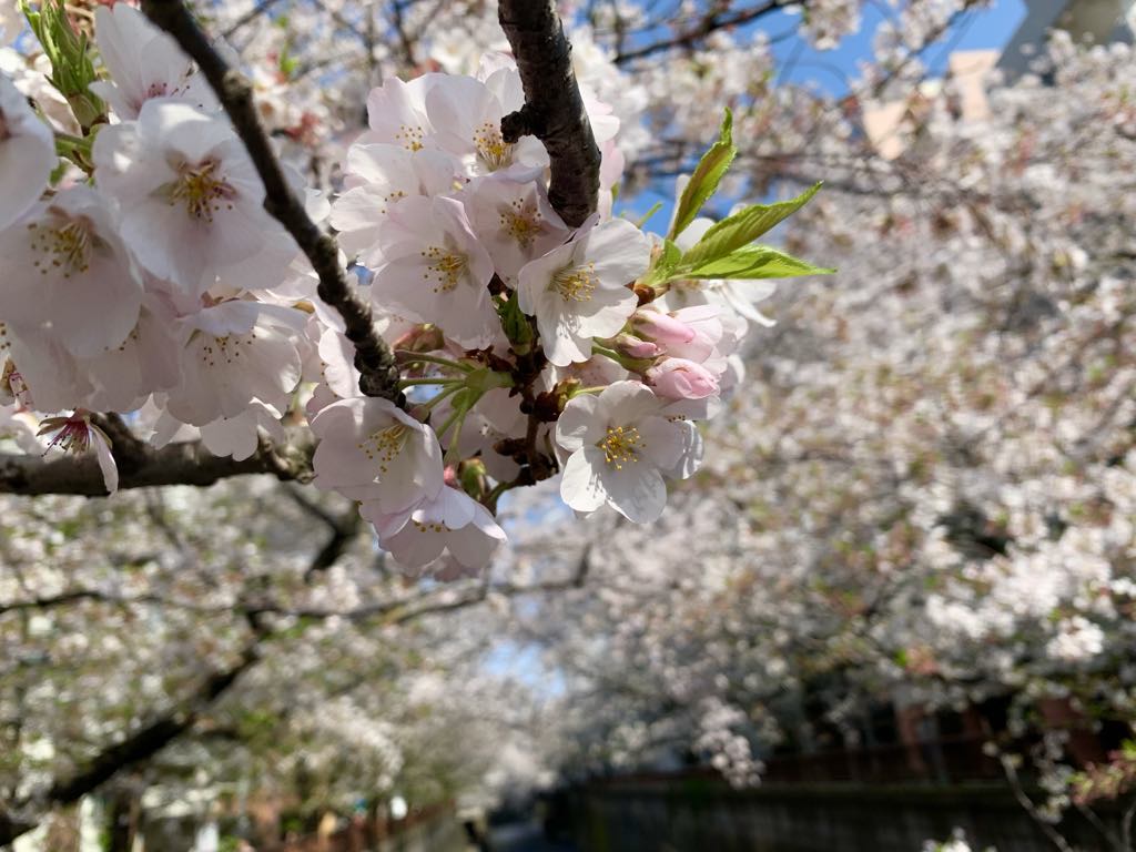 【大竹杏佳さんインタビュー】